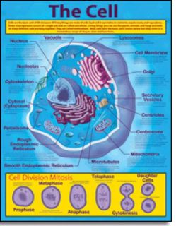 Chartlet - Cell, The