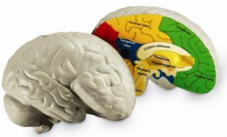 Cross Section Human Brain Model