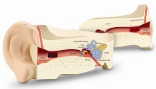 Cross Section Human Ear Model