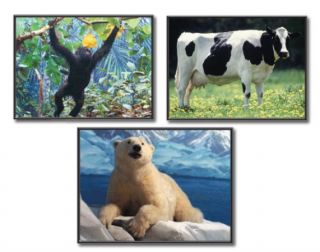 Photographic Learning Cards - Favorite Animals