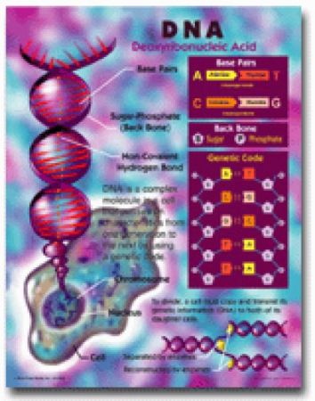 Chartlet - DNA