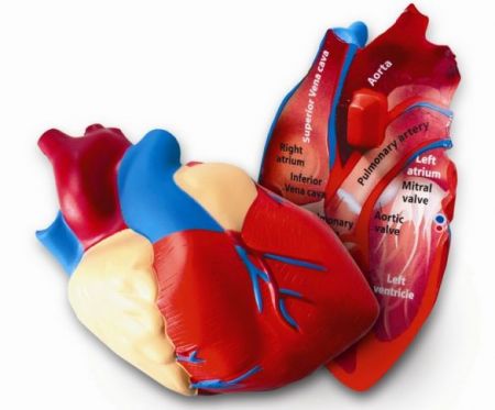 Cross Section Human Heart Model