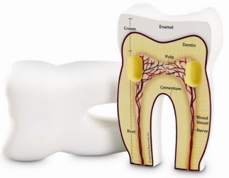 Cross Section Human Tooth Model