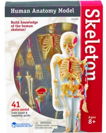 Human Anatomy Model - Skeleton