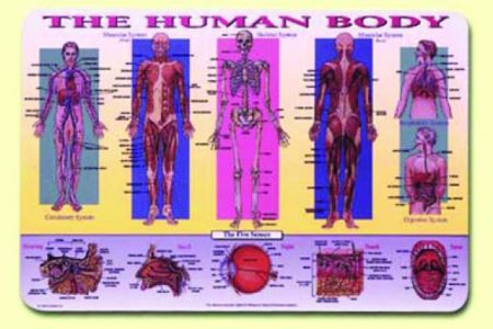 Painless Learning Placemat - Human Body, The