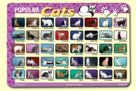 Painless Learning Placemat - Popular Cats