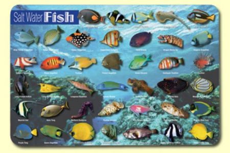 Painless Learning Placemat - Salt Water Fish