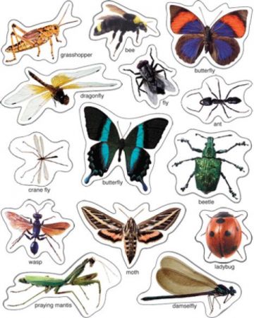 Shape Stickers - Insects #CD168014